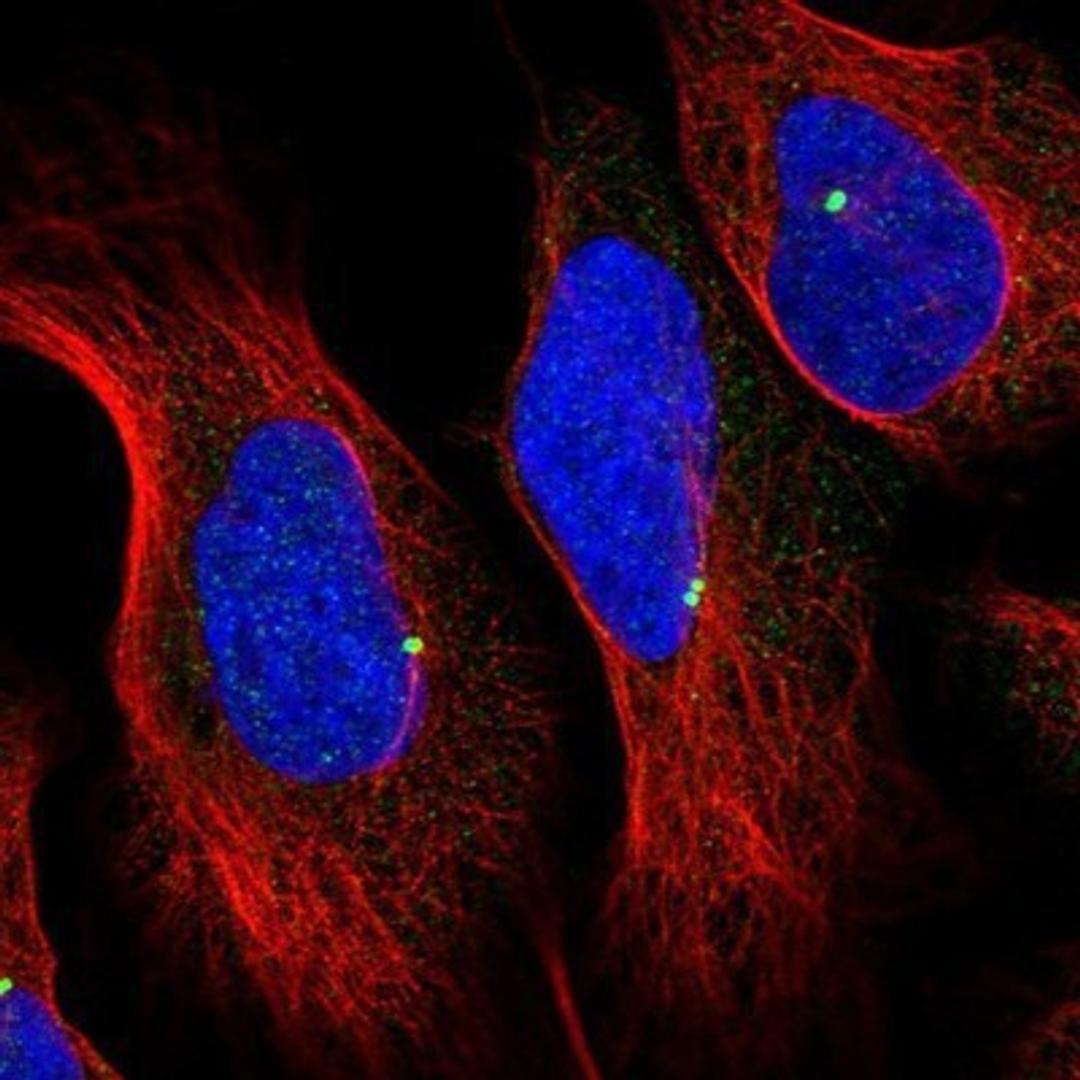 Immunocytochemistry/Immunofluorescence: MKKS Antibody [NBP1-92123] - Staining of human cell line U-2 OS shows positivity in centrosome.