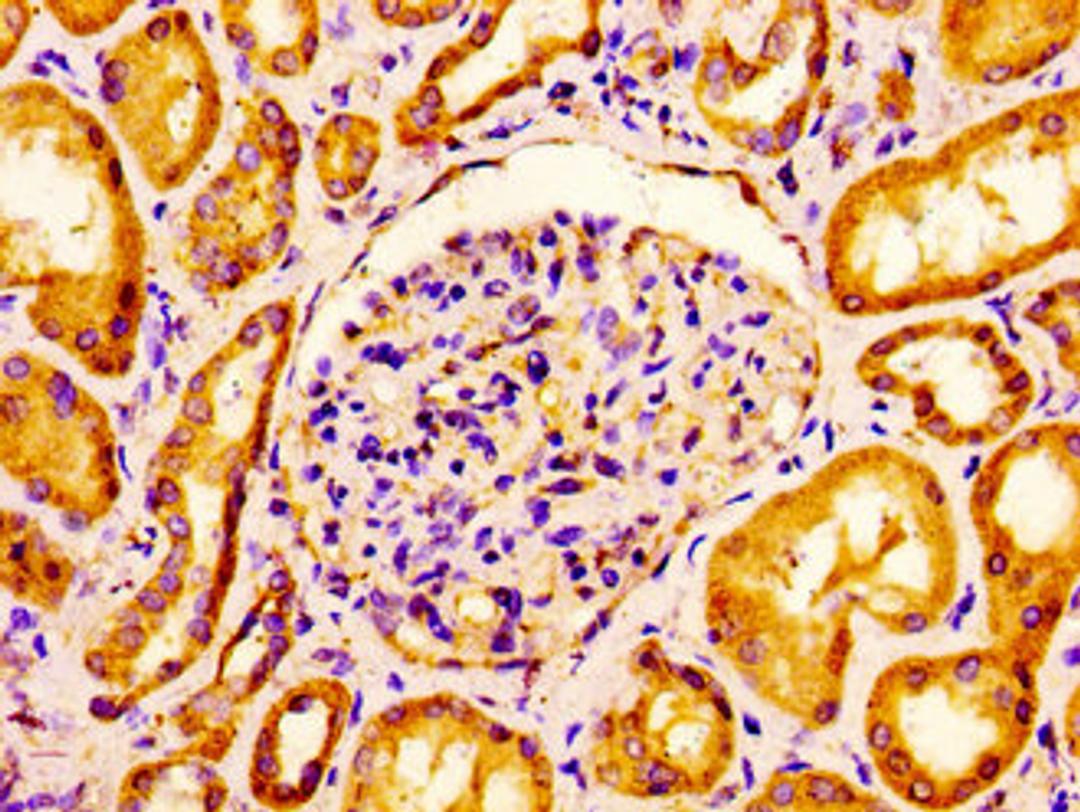Immunohistochemistry of paraffin-embedded human kidney tissue using CSB-PA005508LA01HU at dilution of 1:100