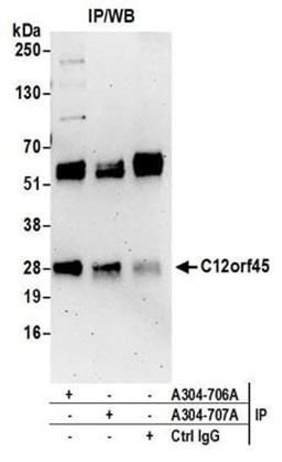 Detection of human C12orf45 by western blot of immunoprecipitates.