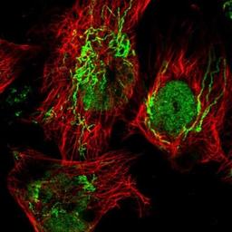 Immunocytochemistry/Immunofluorescence: GABPB1 Antibody [NBP1-84028] - Staining of human cell line U-251MG shows positivity in nucleus but not nucleoli & mitochondria.