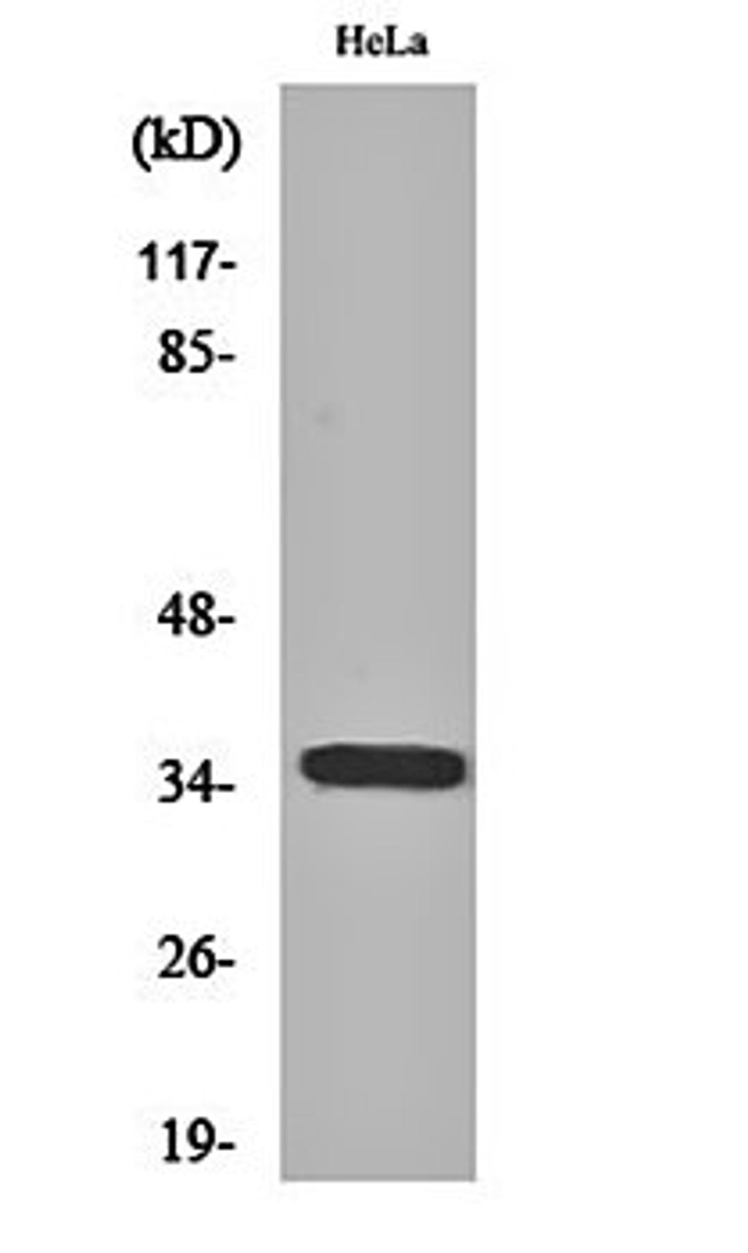 Western blot analysis of Hela cell lysates using Olfactory receptor 6C3 antibody