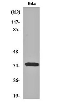 Western blot analysis of Hela cell lysates using Olfactory receptor 6C3 antibody