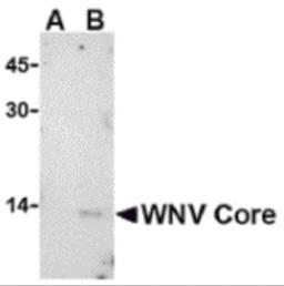 Western blot analysis of WNV Core in (A) untransfected or (B) transfected HeLa lysate with WNV Core antibody at 1 &#956;g/mL. 