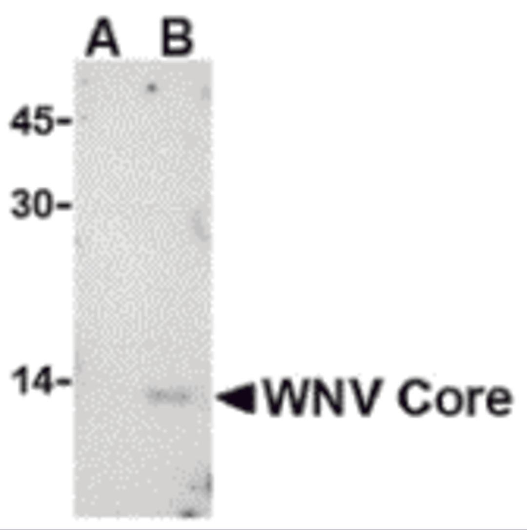 Western blot analysis of WNV Core in (A) untransfected or (B) transfected HeLa lysate with WNV Core antibody at 1 μg/mL.