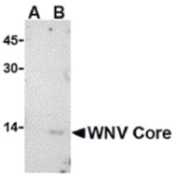 Western blot analysis of WNV Core in (A) untransfected or (B) transfected HeLa lysate with WNV Core antibody at 1 μg/mL.