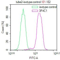 Overlay Peak curve showing Hela cells stained with CSB-MA010418PA28ph01HU (red line) at 1:100. The cells were incubated in 10% normal goat serum to block non-specific protein-protein interactions followed by the antibody (1µg/1*106cells) for 1h at 4°C. The secondary antibody used was FITC-conjugated Goat Anti-Mouse IgG(H+L) at 1/100 dilution for 30min at 4°C. Isotype control antibody (green line) was mouse IgG1 (1µg/1*106cells) used under the same conditions. Acquisition of >10,000 events was performed.