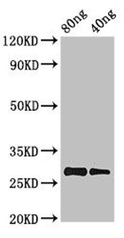 Western Blot. Positive WB detected in Recombinant protein. All lanes: PRL antibody at 2.8µg/ml. Secondary. Goat polyclonal to rabbit IgG at 1/50000 dilution. predicted band size: 28 kDa. observed band size: 28 kDa