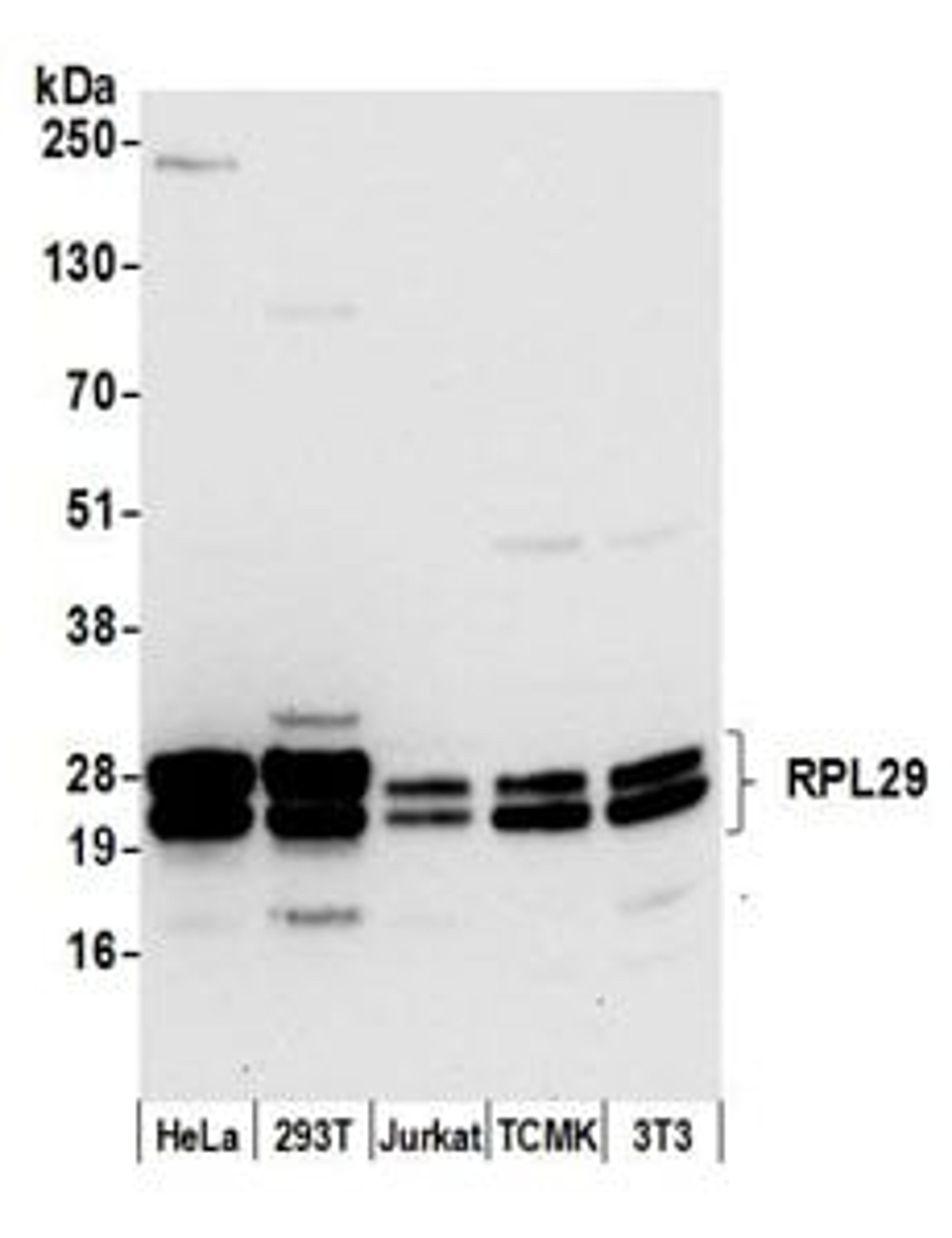 Detection of human and mouse RPL29 by western blot.