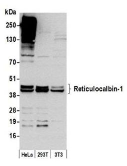 Detection of human and mouse Reticulocalbin-1 by western blot.