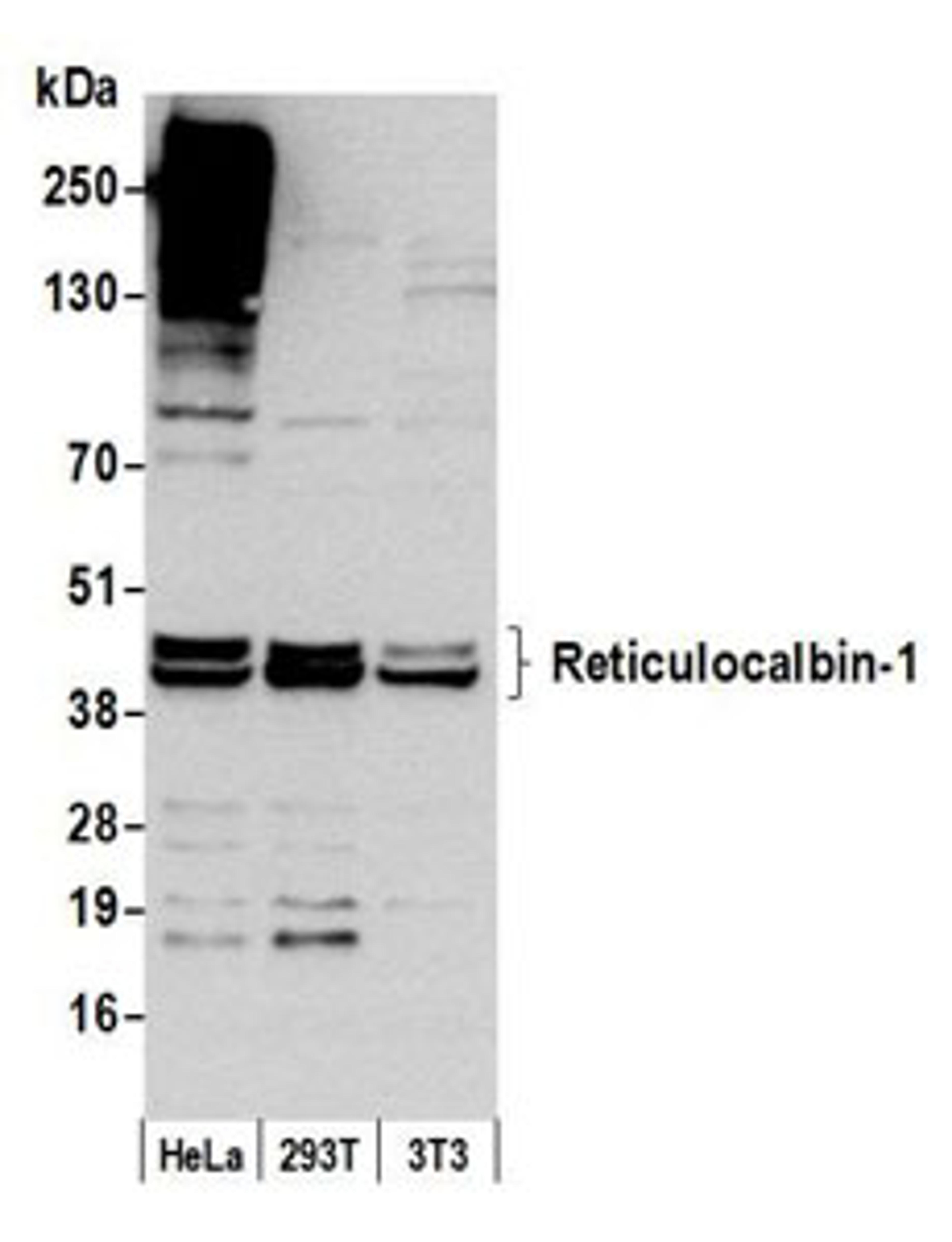 Detection of human and mouse Reticulocalbin-1 by western blot.