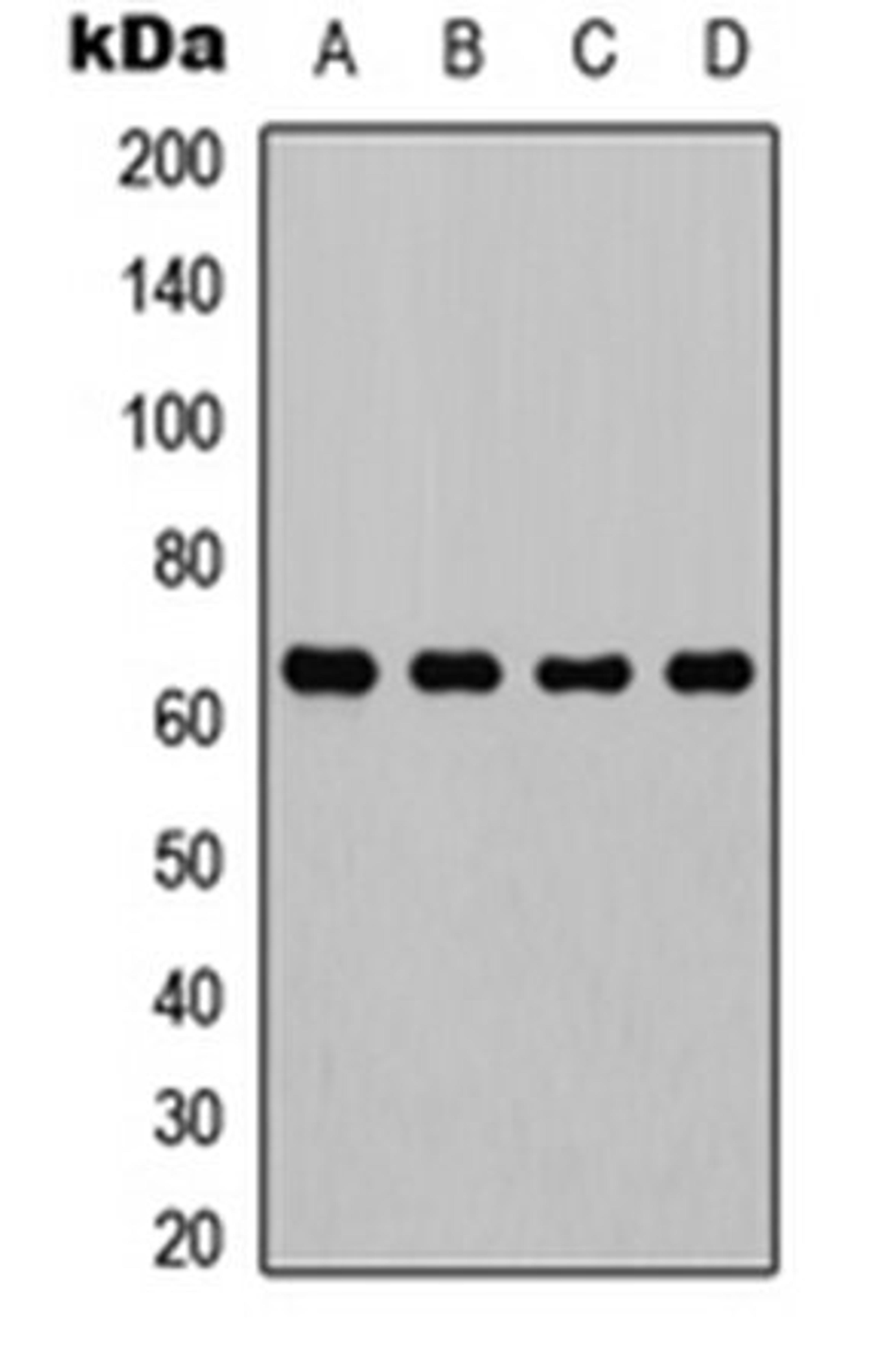 Western blot analysis of HeLa (Lane 1), Raw264.7 (Lane 2), mouse liver (Lane 3), rat kidney (Lane 4) whole cell lysates using NF-kappaB p65 antibody