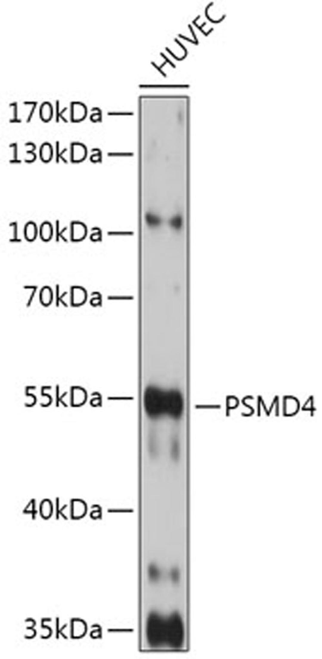 Western blot - PSMD4 antibody (A1061)