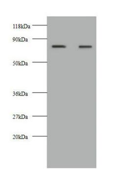 Western blot. All lanes: KNG1 antibody at 2µg/ml. Lane 1: HepG2 whole cell lysate. Lane 2: 293T whole cell lysate. Secondary. Goat polyclonal to rabbit IgG at 1/10000 dilution. Predicted band size: 72, 48, 44 kDa. Observed band size: 72 kDa