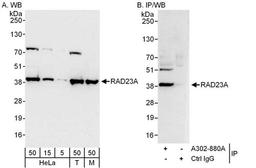 Detection of human and mouse RAD23A by WB and IP.