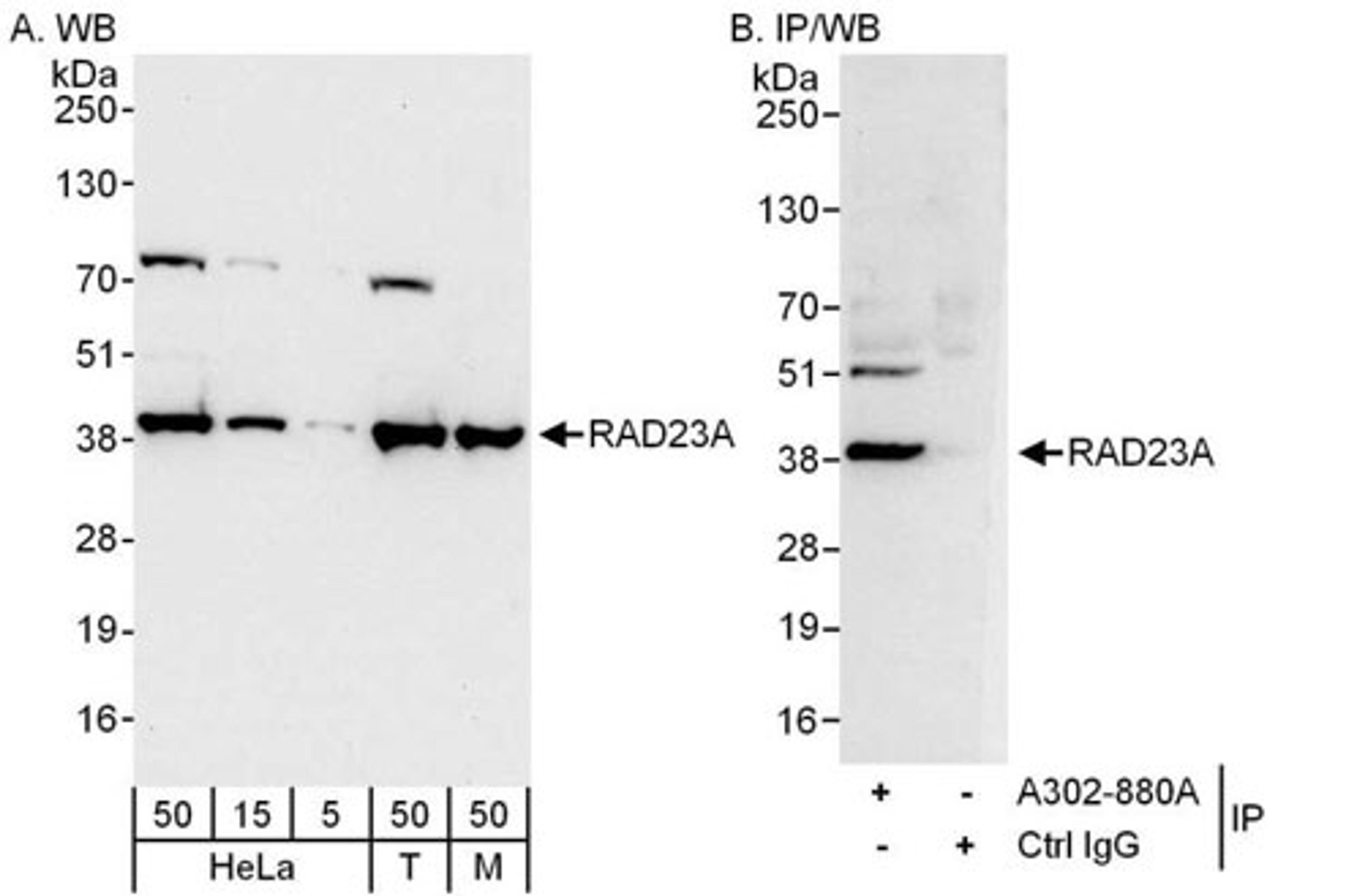 Detection of human and mouse RAD23A by WB and IP.