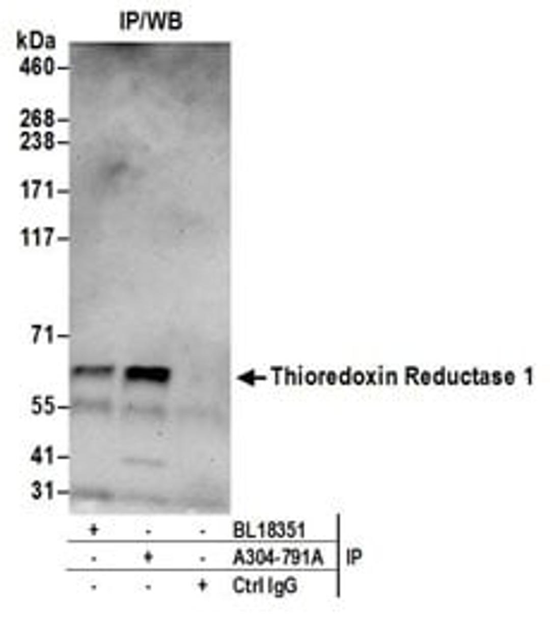 Detection of human Thioredoxin Reductase 1 by western blot of immunoprecipitates.