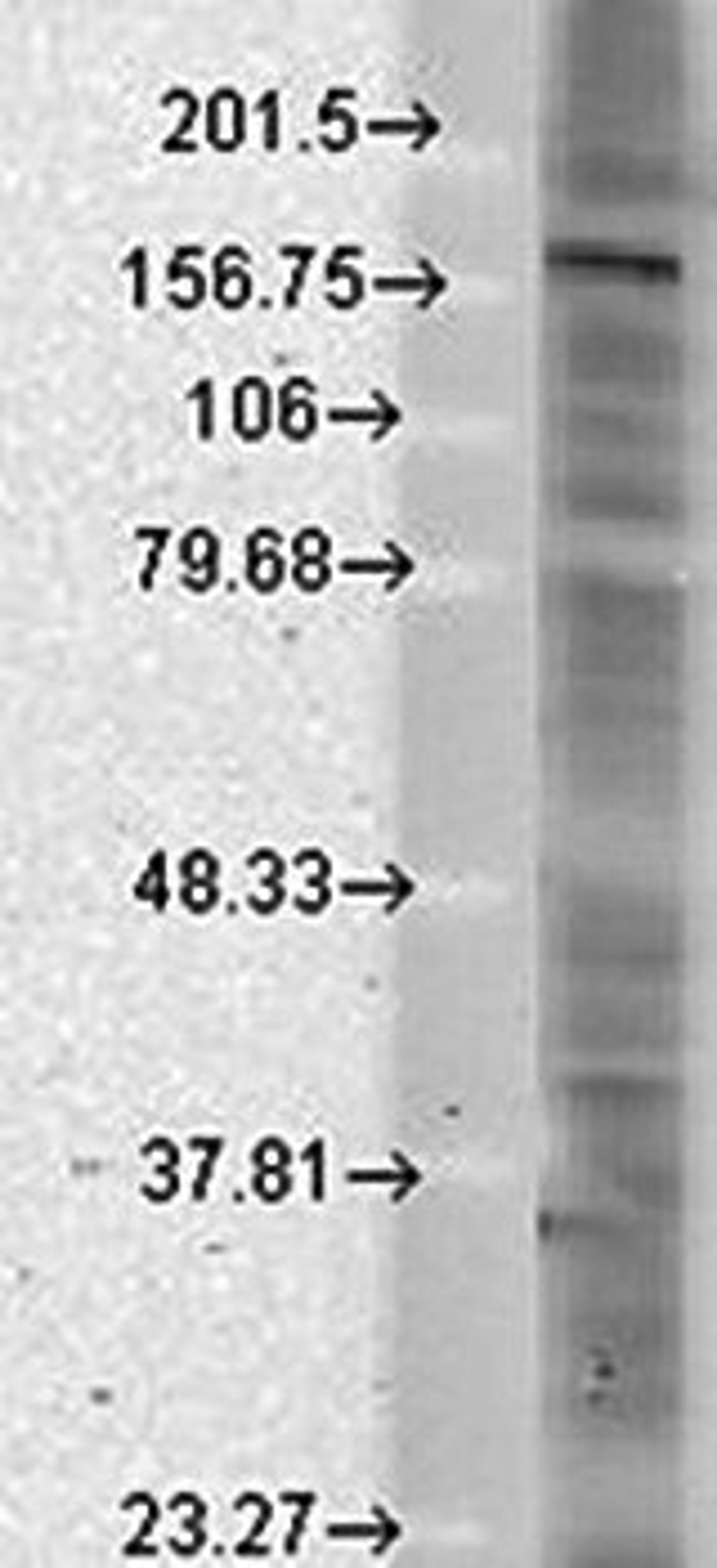 Western blot analysis of rat brain membrane lysates using SHANK antibody