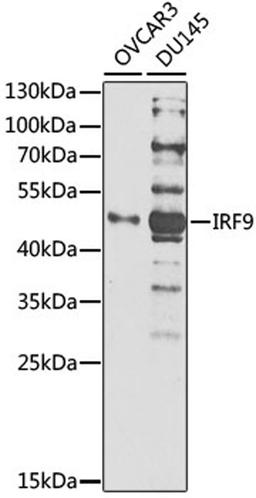 Western blot - IRF9 antibody (A1004)