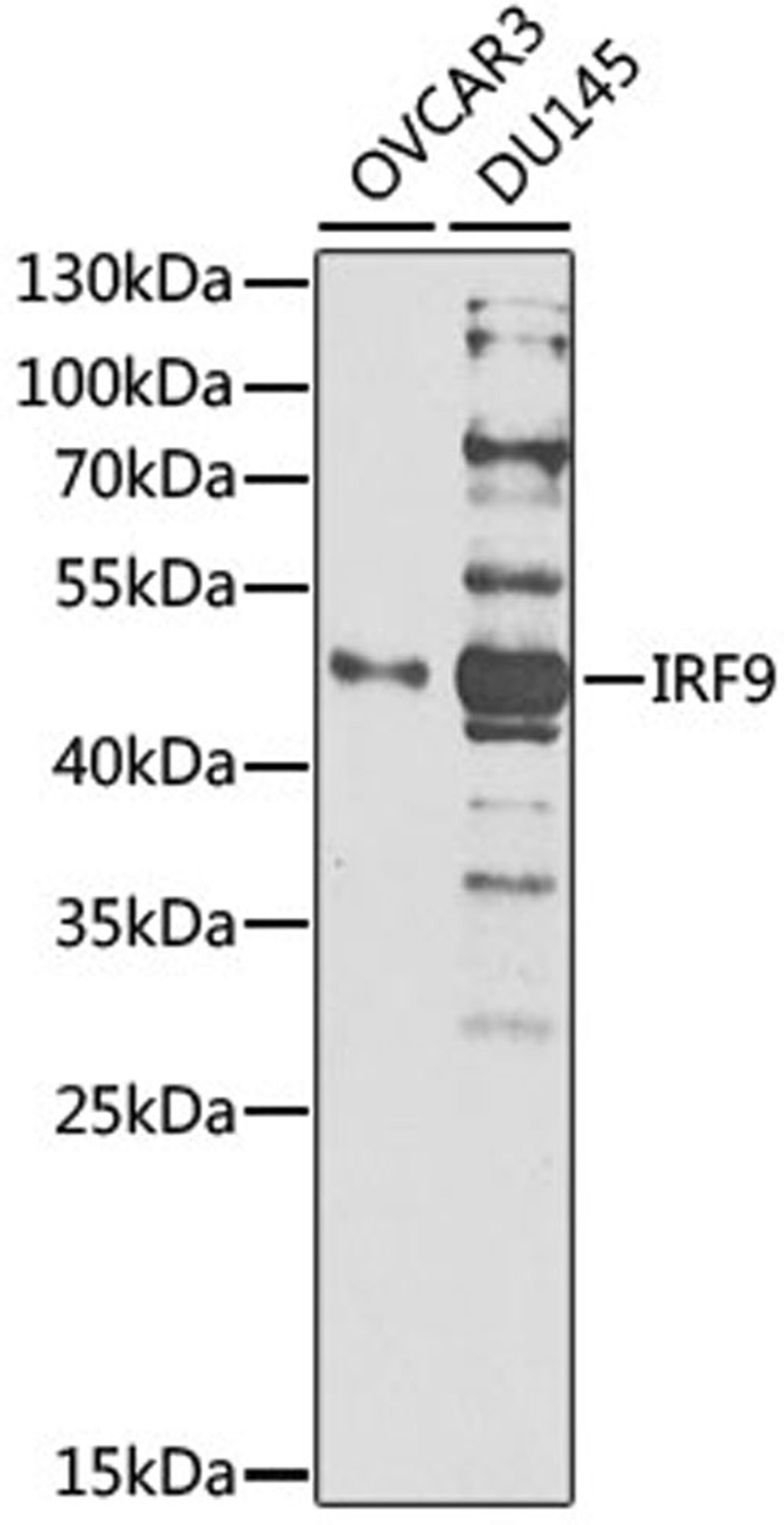 Western blot - IRF9 antibody (A1004)