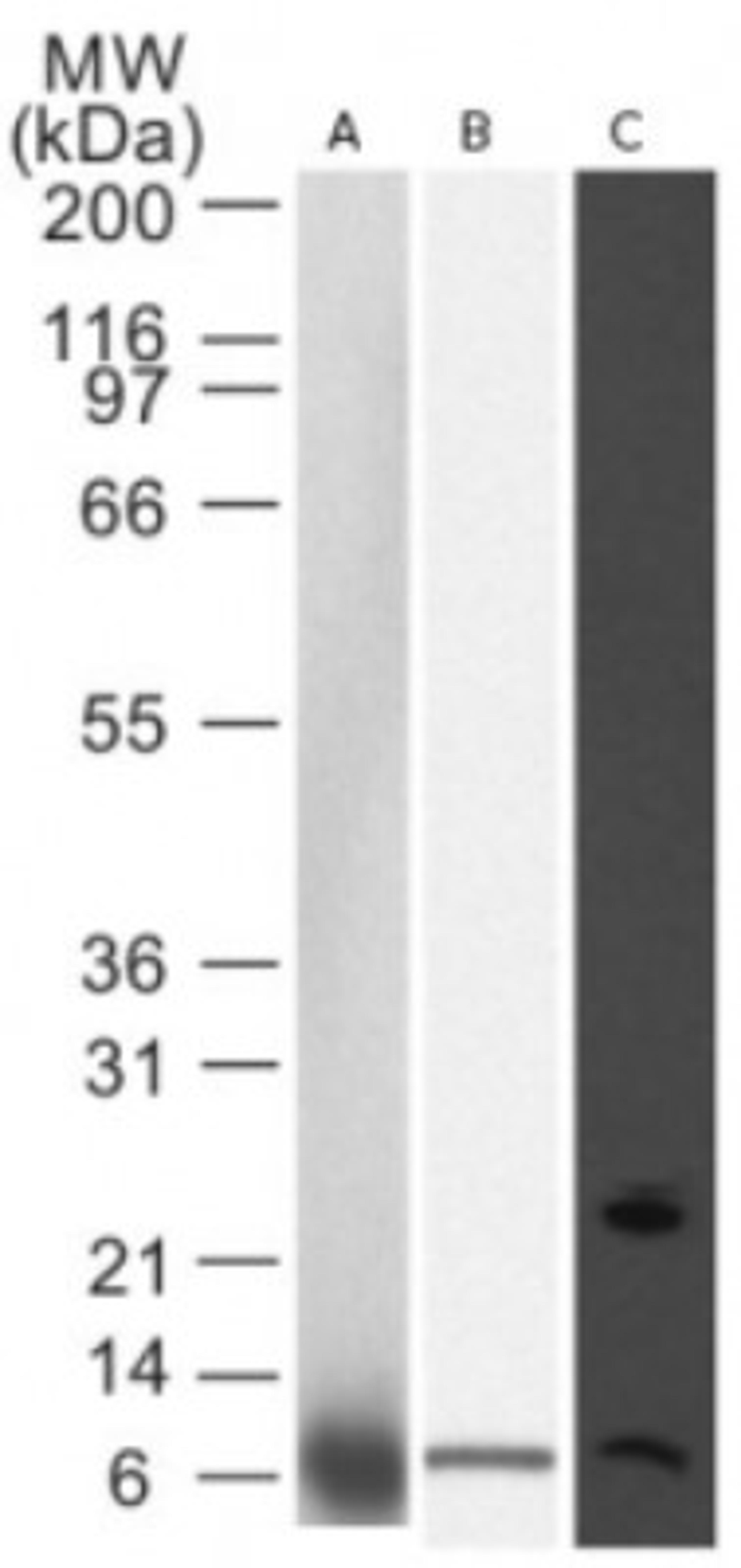 Western Blot: Noxa Antibody (114C307.1) [NB600-1159] - detection of Noxa antibody in A) 293 cells transfected with human Noxa, B) RL-7 cell (a follicular lymphoma) and C) T98G lysate using this antibody.