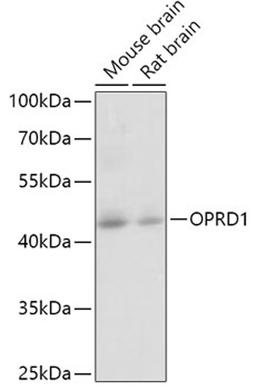 Western blot - OPRD1 antibody (A8445)