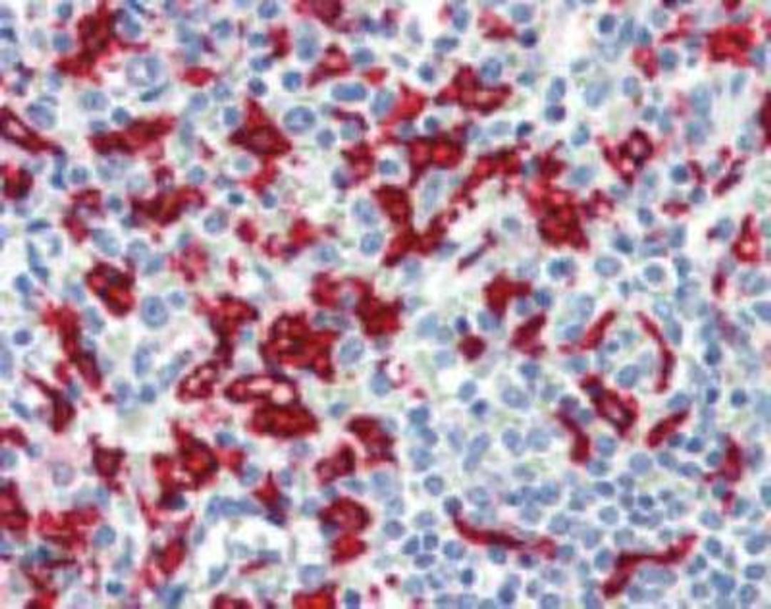 Immunohistochemistry-Paraffin: Heme Oxygenase 1 Antibody (HO-1-1) [NBP1-97507] - Analysis of human spleen tissue stained with HO-1, mAb (HO-1-1) at 10ug/ml.