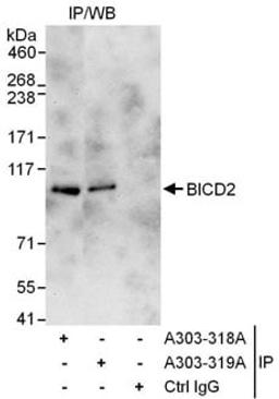 Detection of human BICD2 by western blot of immunoprecipitates.