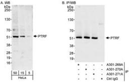 Detection of human PTRF by western blot and immunoprecipitation.