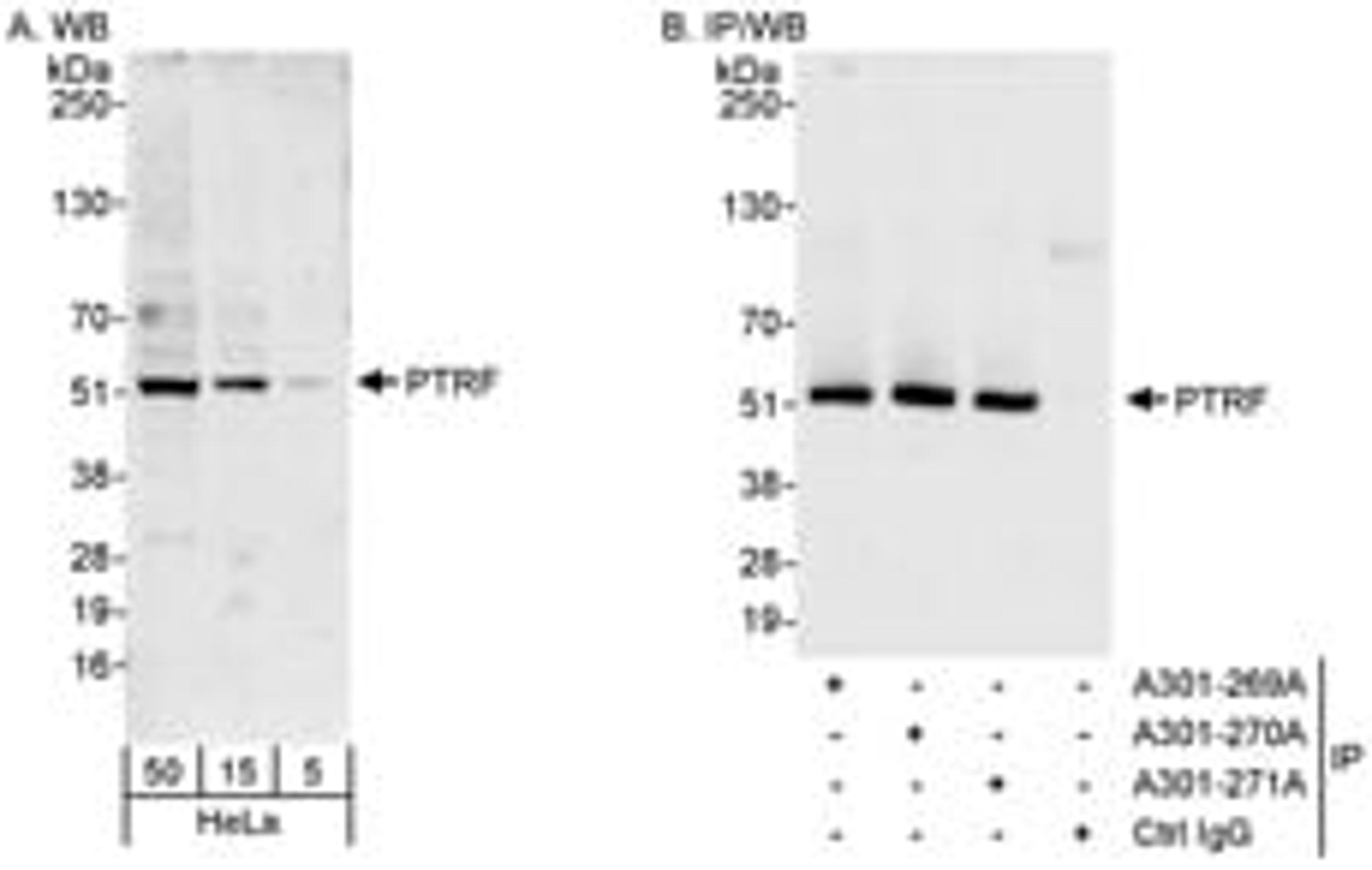 Detection of human PTRF by western blot and immunoprecipitation.