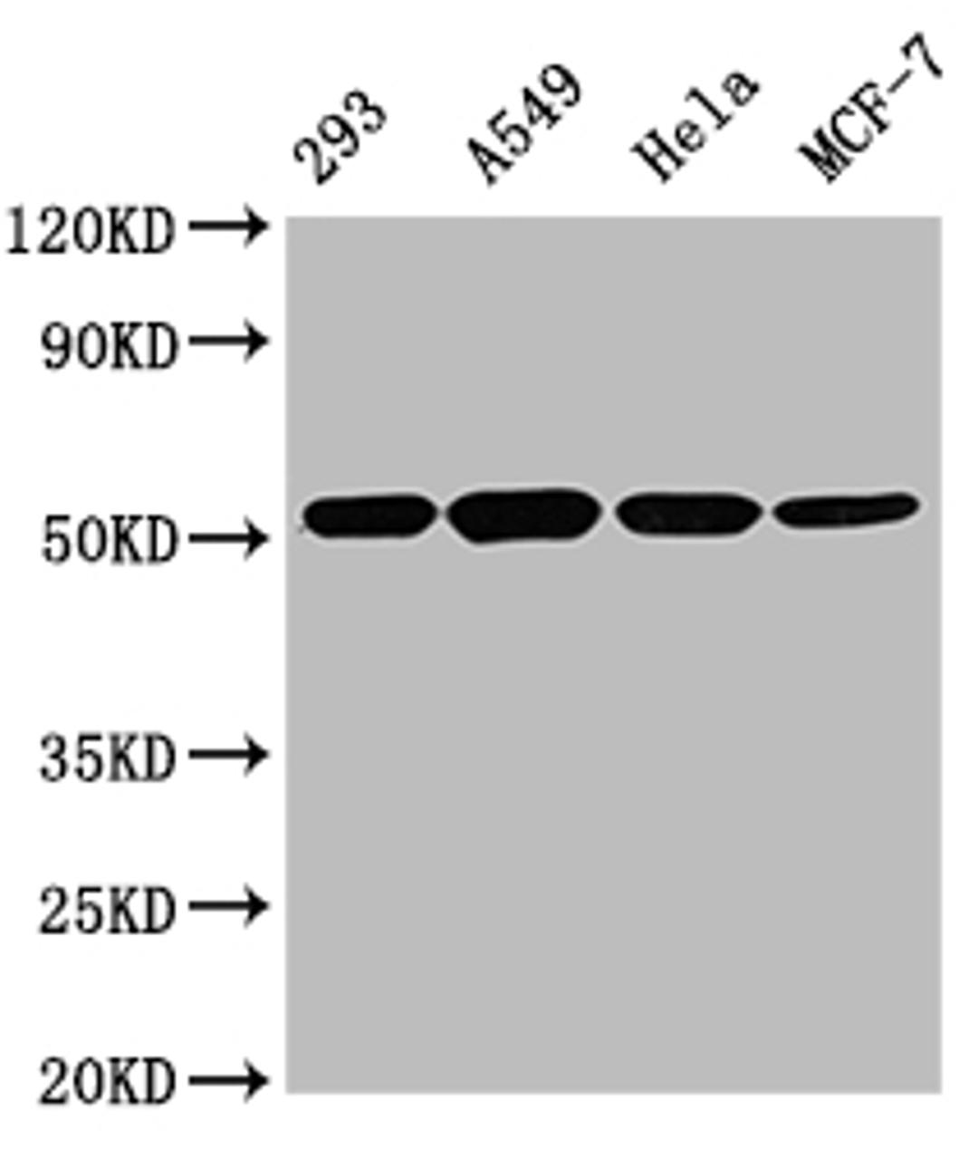Western Blot. Positive WB detected in: 293 whole cell lysate, A549 whole cell lysate, Hela whole cell lysate, MCF-7 whole cell lysate. All lanes TUBB antibody at 1:5000. Secondary. Goat polyclonal to mouse IgG at 1/50000 dilution. Predicted band size: 55 KDa. Observed band size: 55 KDa. Exposure time:5s
