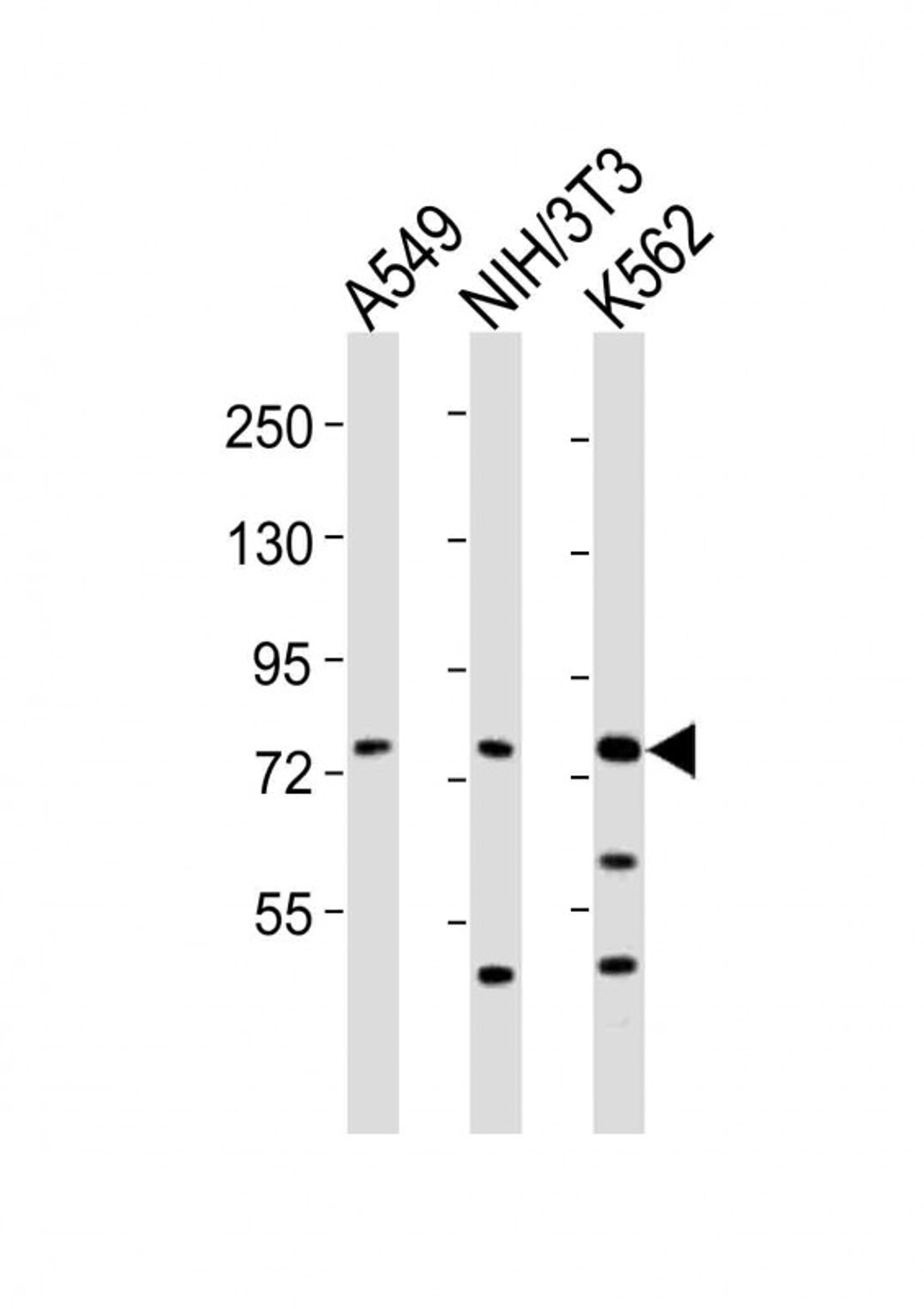 Western Blot at 1:2000 dilution Lane 1: A549 whole cell lysates Lane 2: NIH/3T3 whole cell lysates Lane 3: K562 whole cell lysates Lysates/proteins at 20 ug per lane.