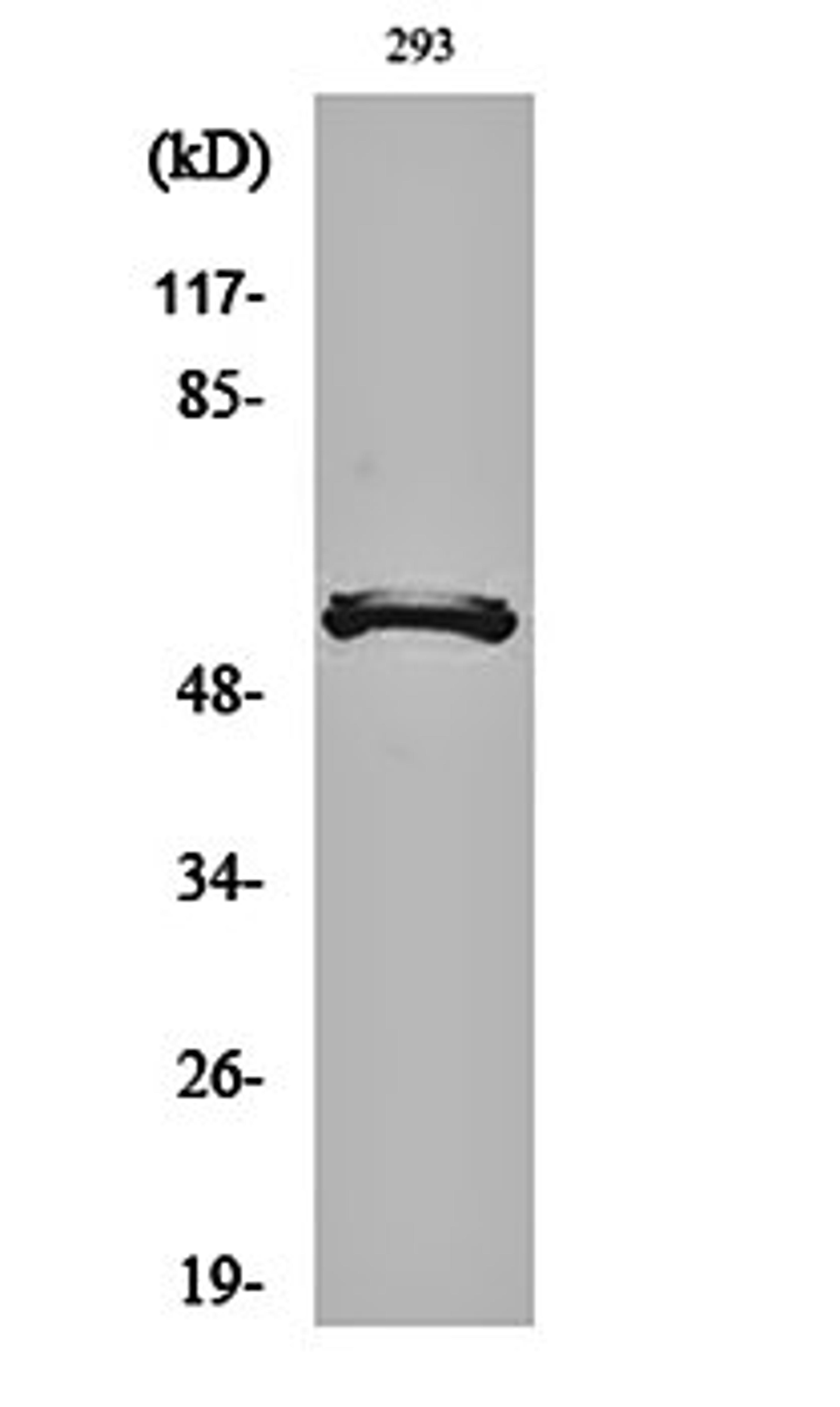 Western blot analysis of 293 cell lysates using DACA-1 antibody