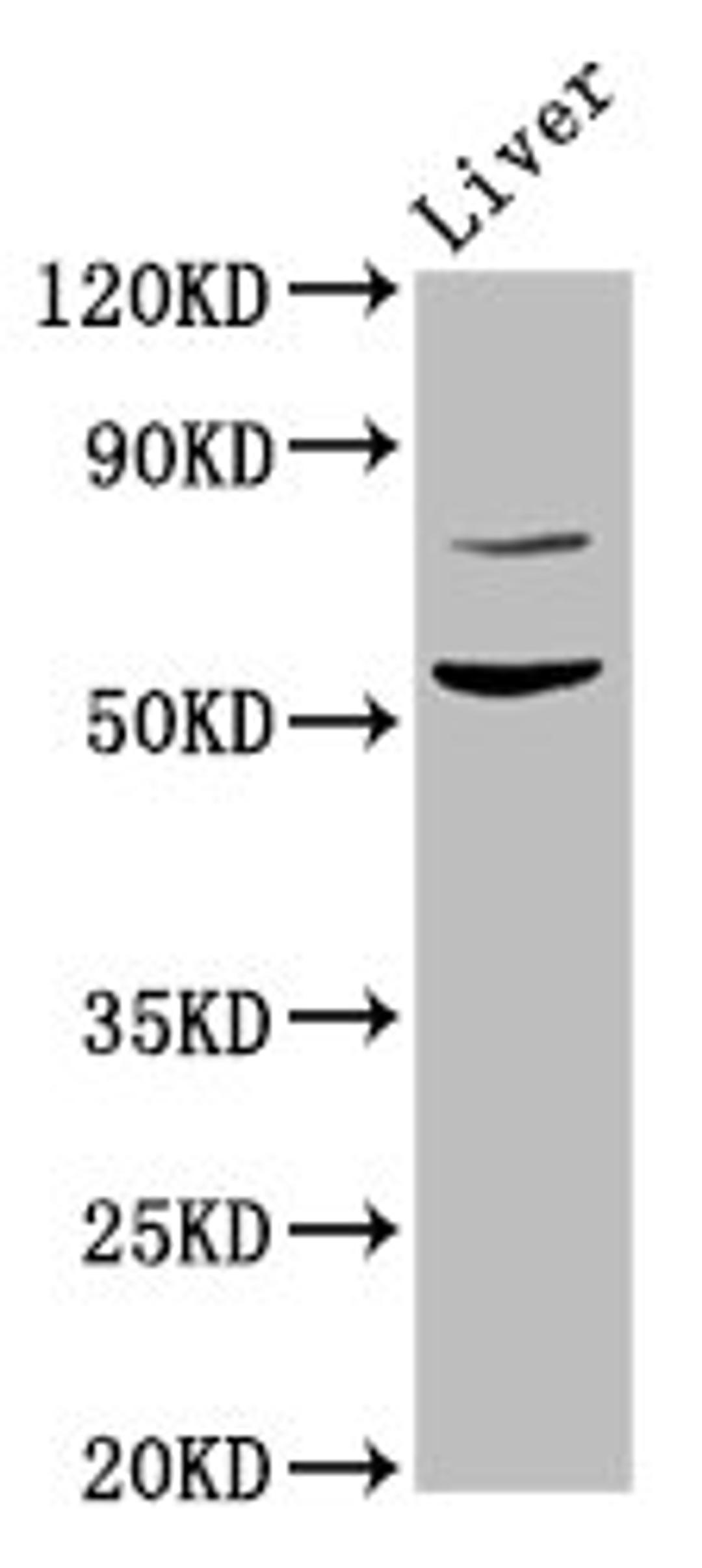 Western Blot. Positive WB detected in: Rat liver tissue. All lanes: HINFP antibody at 4.5ug/ml. Secondary. Goat polyclonal to rabbit IgG at 1/50000 dilution. Predicted band size: 60, 49 kDa. Observed band size: 60 kDa. 