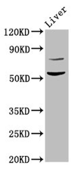 Western Blot. Positive WB detected in: Rat liver tissue. All lanes: HINFP antibody at 4.5ug/ml. Secondary. Goat polyclonal to rabbit IgG at 1/50000 dilution. Predicted band size: 60, 49 kDa. Observed band size: 60 kDa. 