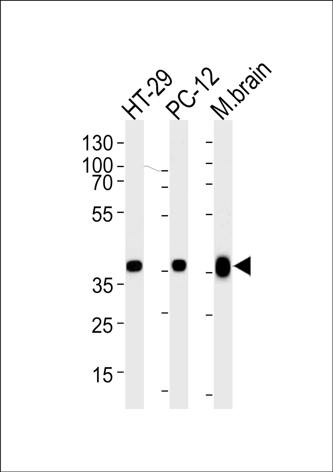 Western blot analysis of lysates from HT-29, PC-12 cell line and mouse brain tissue lysate (from left to right), using PPP1CB Antibody at 1:1000 at each lane.