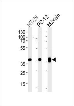 Western blot analysis of lysates from HT-29, PC-12 cell line and mouse brain tissue lysate (from left to right), using PPP1CB Antibody at 1:1000 at each lane.
