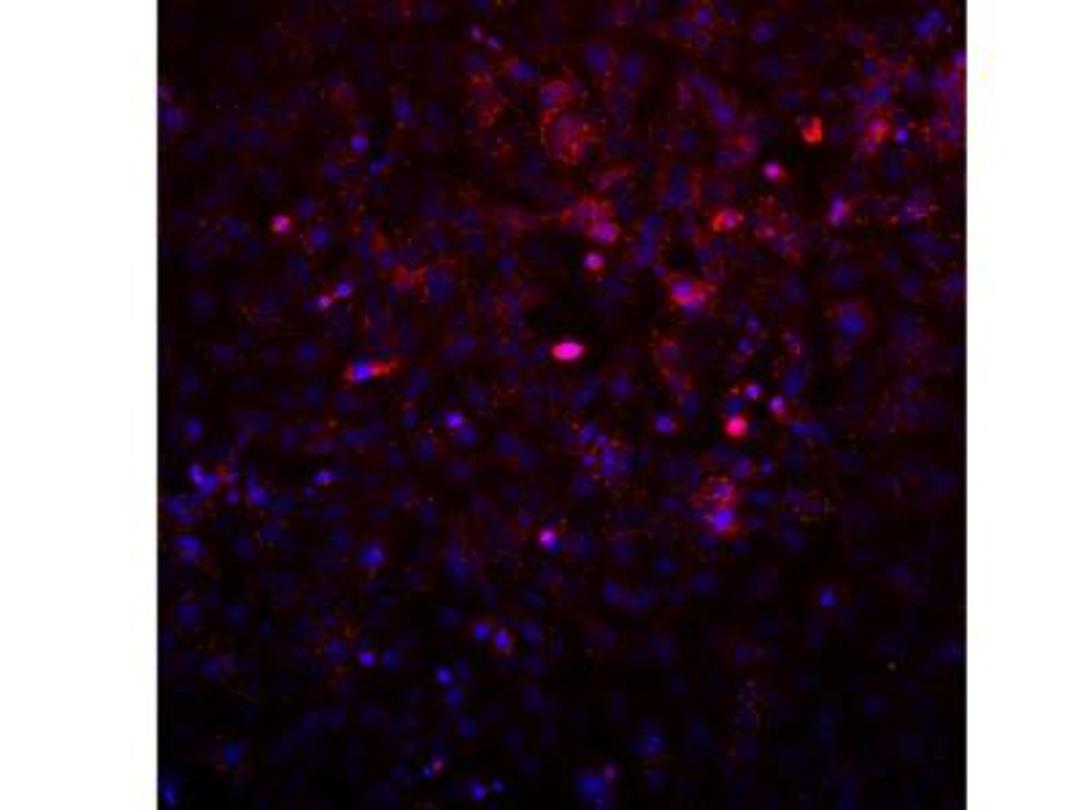 Immunocytochemistry/Immunofluorescence: AVL9 Antibody [NBP2-14337] - Avl9 localization in Saos2 Cells. Image from verified customer review.