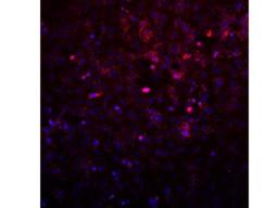 Immunocytochemistry/Immunofluorescence: AVL9 Antibody [NBP2-14337] - Avl9 localization in Saos2 Cells. Image from verified customer review.