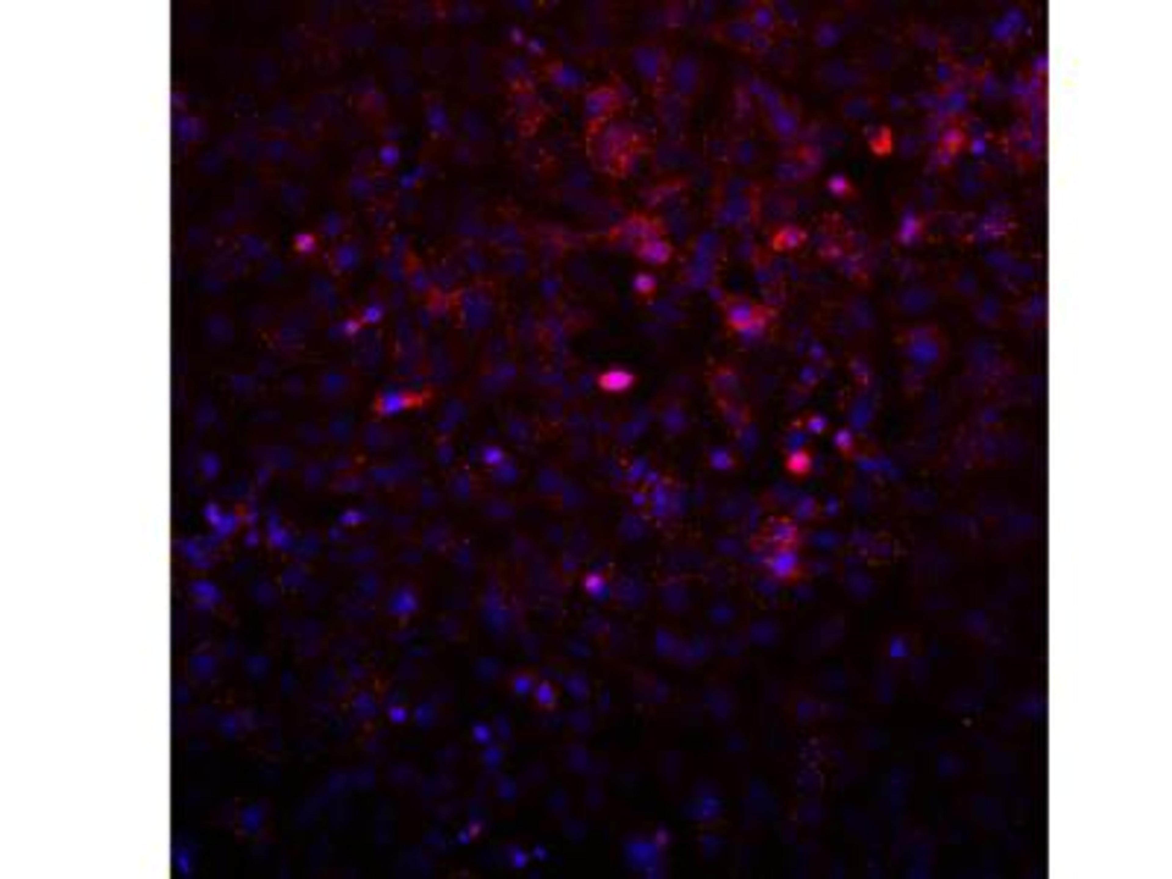 Immunocytochemistry/Immunofluorescence: AVL9 Antibody [NBP2-14337] - Avl9 localization in Saos2 Cells. Image from verified customer review.