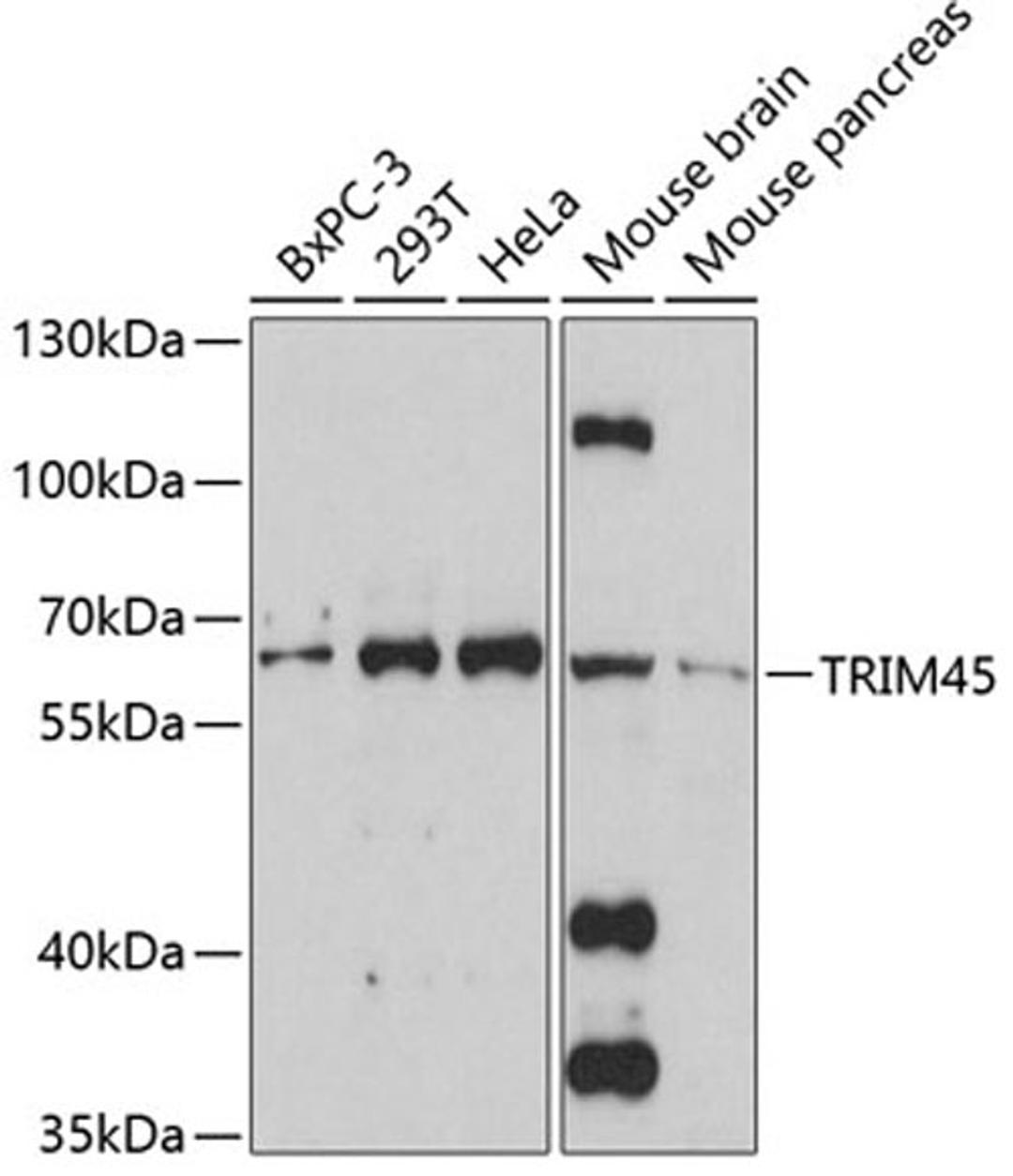 Western blot - TRIM45 antibody (A12739)