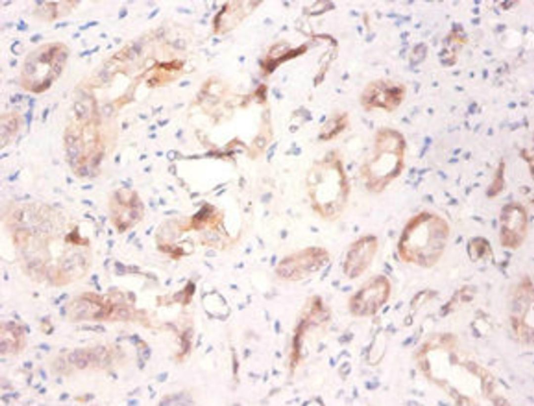 Immunohistochemistry of paraffin-embedded human kidney tissue using CSB-PA01574A0Rb at dilution of 1:100