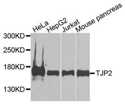 Western blot analysis of extracts of various cells using ZO-2 antibody