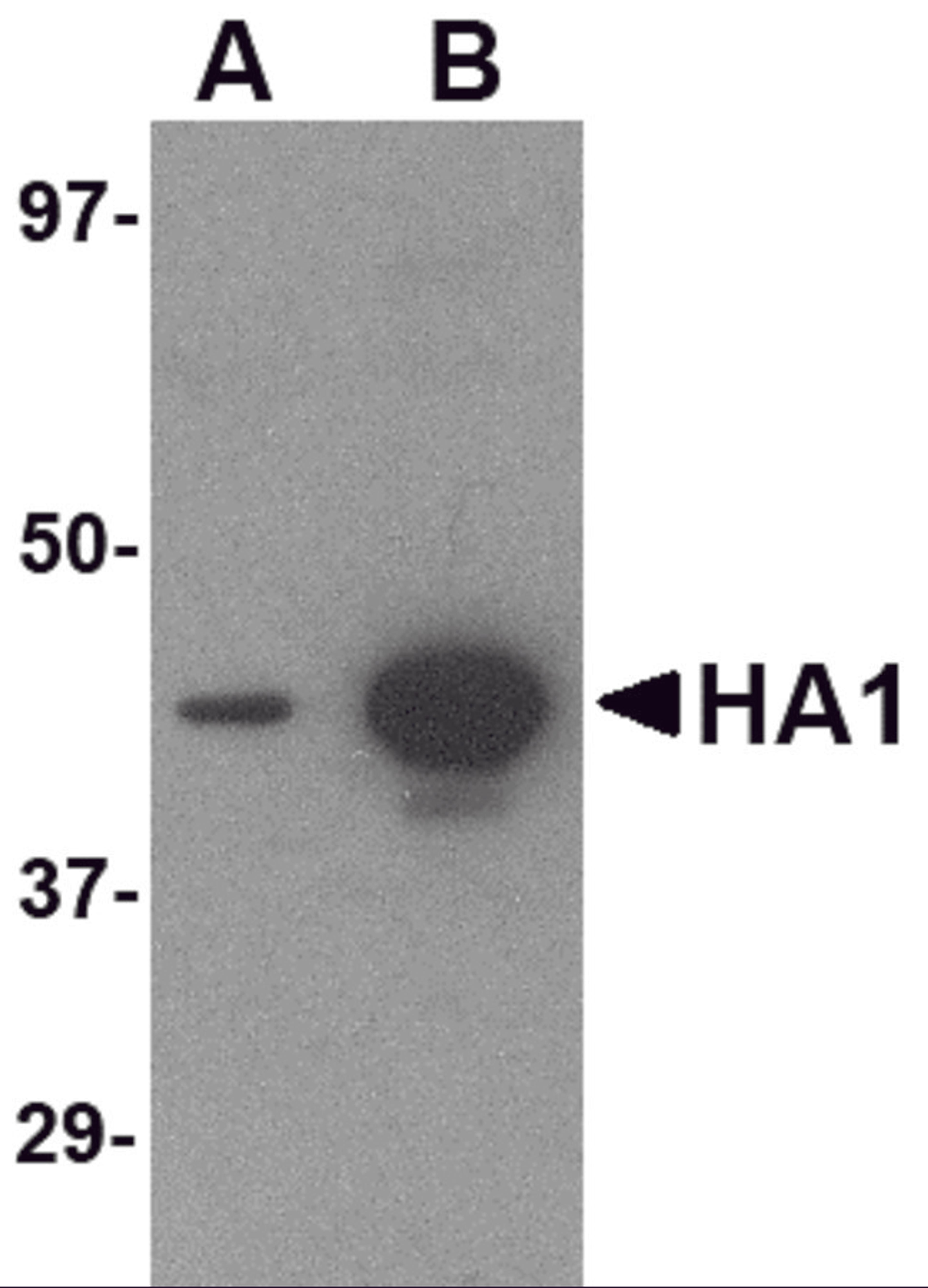 Western blot analysis of (A) 5 ng and (B) 25 ng of recombinant HA1 with Hemagglutinin antibody at 1 &#956;g/mL.