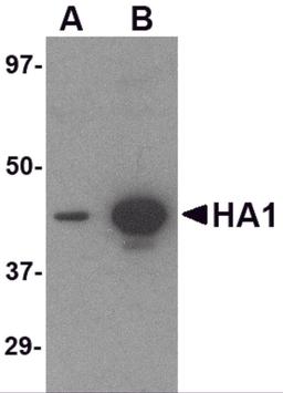 Western blot analysis of (A) 5 ng and (B) 25 ng of recombinant HA1 with Hemagglutinin antibody at 1 μg/mL.