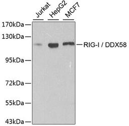 Western blot - RIG-I / DDX58 antibody (A0550)