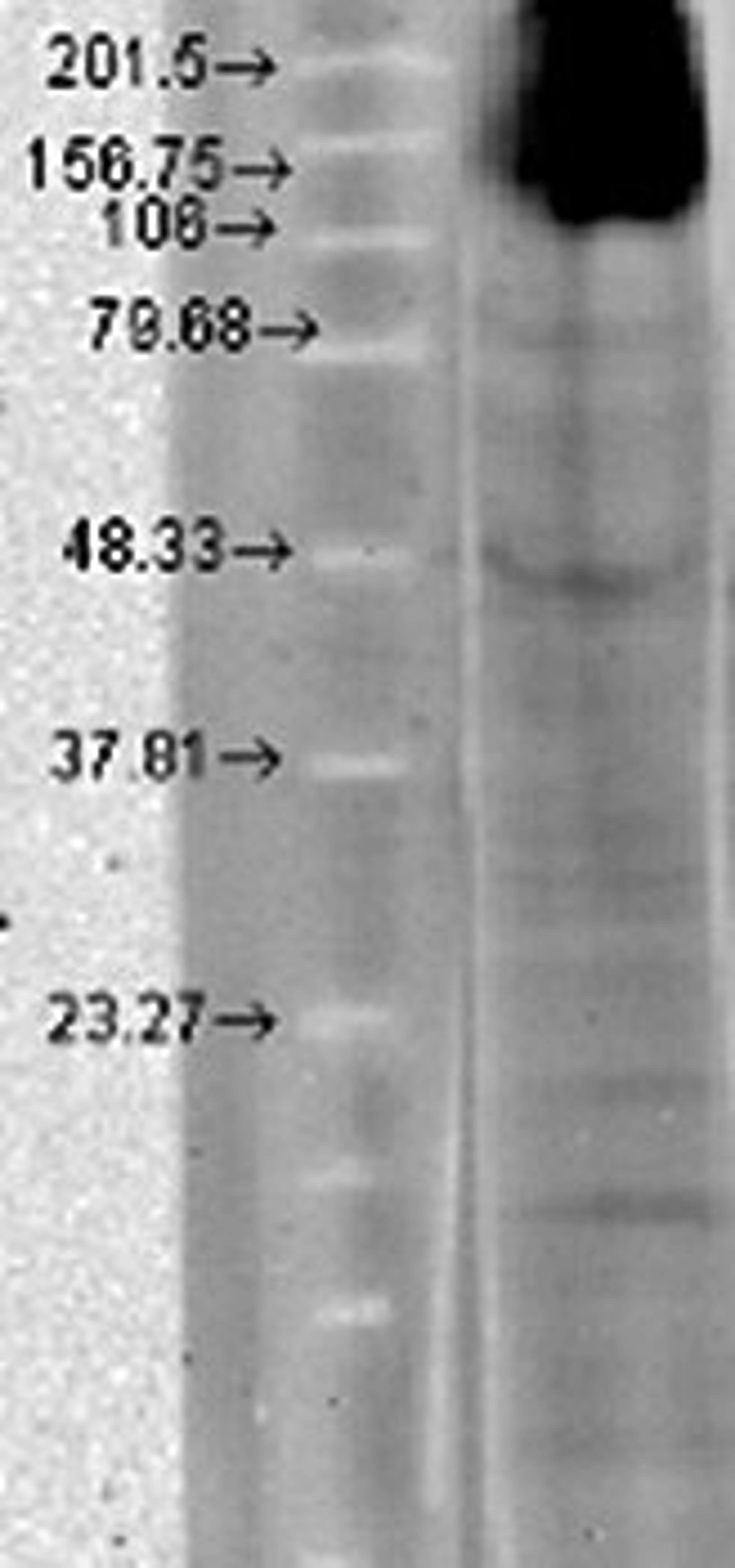 Western blot analysis of T-HEK cells using HCN4 antibody