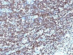 Formalin-fixed, paraffin-embedded human tonsil stained with Histone antibody (1415-1)