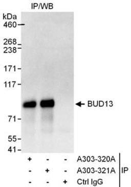 Detection of human BUD13 by western blot of immunoprecipitates.