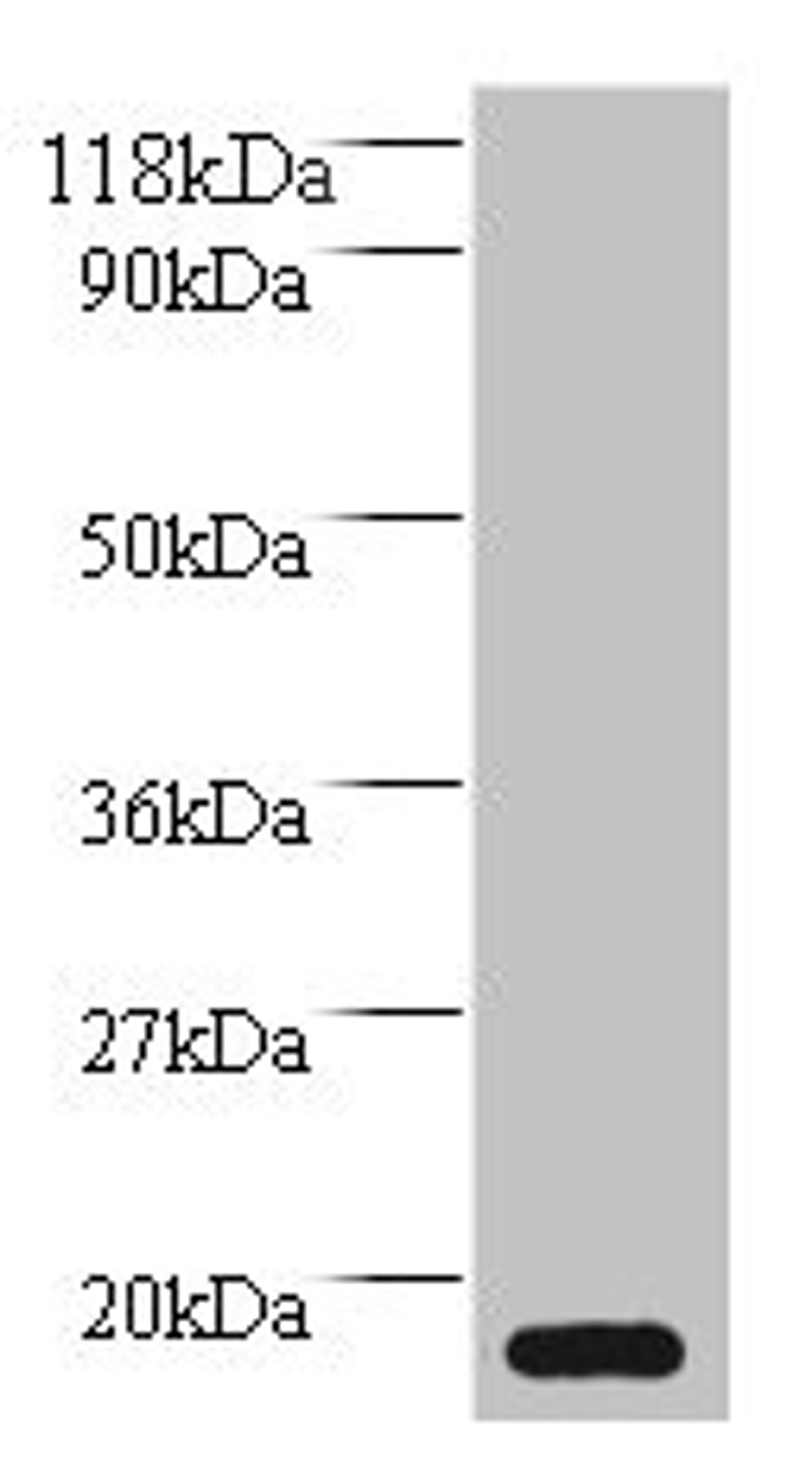 Western blot. All lanes: MRFAP1L1 antibody at 2µg/ml + HepG2 whole cell lysate. Secondary. Goat polyclonal to rabbit IgG at 1/10000 dilution. Predicted band size: 15 kDa. Observed band size: 15 kDa
