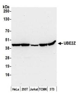 Detection of human and mouse UBE2Z by western blot.